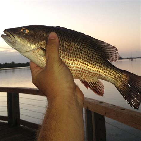 Florida mangrove snapper regulations The current regulations on mangrove snapper are five per angler per day, with a minimum length of 10 inches