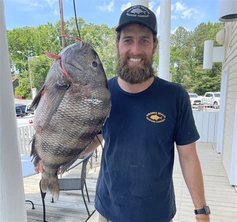 Florida sheepshead record  But larger fish are not uncommon; the Texas record sheepshead weighed 15