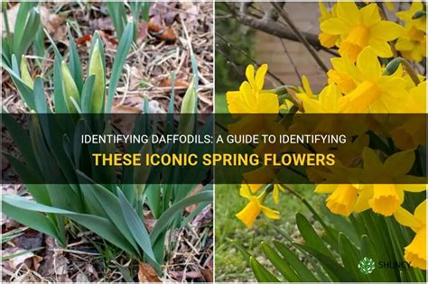 Flying flowers daffodils  For daffodils, there are three main varieties; Flower Carpet, Dutch Master, and Standard Value