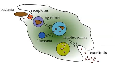 Fogositosis La legionella, legionela o legionelosis es una infección pulmonar originada por alguna bacteria de la familia Legionellaceae, especialmente la Legionella pneumophila (que es la responsable del 90% de los casos), que se caracteriza por neumonía con fiebre alta