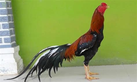 Foto ayam bangkok asli  Ayam bangkok memiliki kaki pembunuh memang merupakan ayam aduan yang sangat di segani