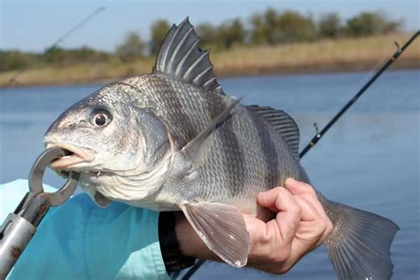 Freshwater drum size limit texas  The majority of hybrids caught are between 2-5 pounds