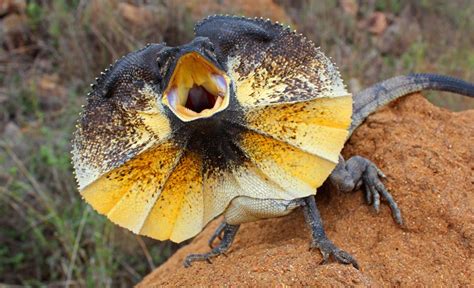 Frilled lizard bite  They are native to various regions of Australia and New Guinea