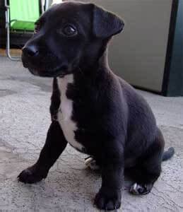 Fully grown patterjack dog The Patterjack is a relatively new dog breed that originated in the United Kingdom
