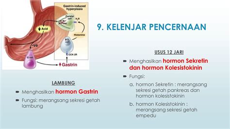 Fungsi hormon sekretin Scribd adalah situs bacaan dan penerbitan sosial terbesar di dunia