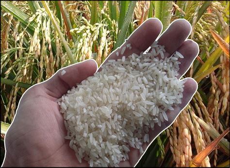 Gabah yang terdapat pada beras atau nasi tts  , )