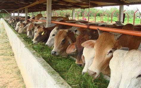 Gaji karyawan ternak sapi di atas didasarkan dari populasi ternak sapi potong dan sapi perah per kabupaten/kota dan juga sistem pemeliharaan ternak di Provinsi Sumatera Utara (Sibagariang et al