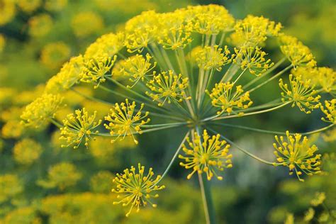 Galbanum pronunciation  Pronunciation of Galbanum