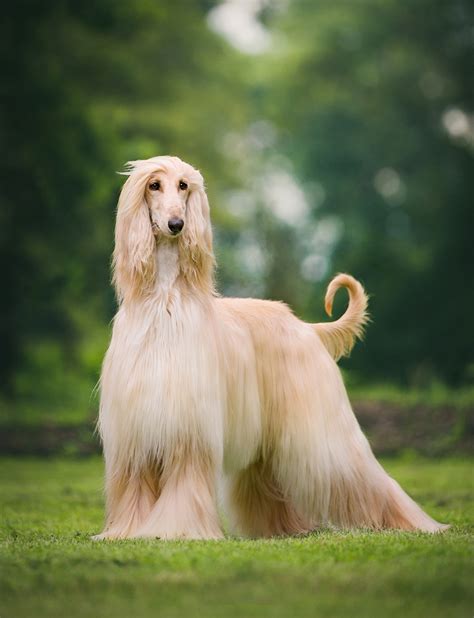 Galgo afgano precio  Web the afghan hound is one of the oldest breeds, over 4000 years old