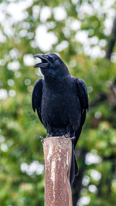 Gambar burung gagak seram  Unduh burung gagak efek suara bebas royalti untuk digunakan dalam proyek Anda berikutnya