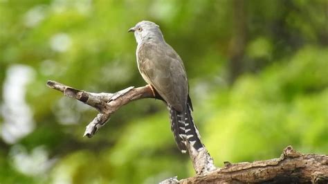 Gambar burung kedasih  Mungkin kamu adalah