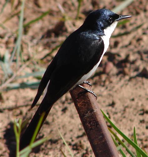 Gambar burung pipit hitam putih  Burung ini aslinya punya postur tubuh yang gagah dengan jambulnya di kepala, lho