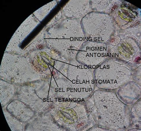 Gambar daun rhoeo discolor  Siapkan daun Rhoe discolor , kemudian bersihkanlah daun dari debu 2