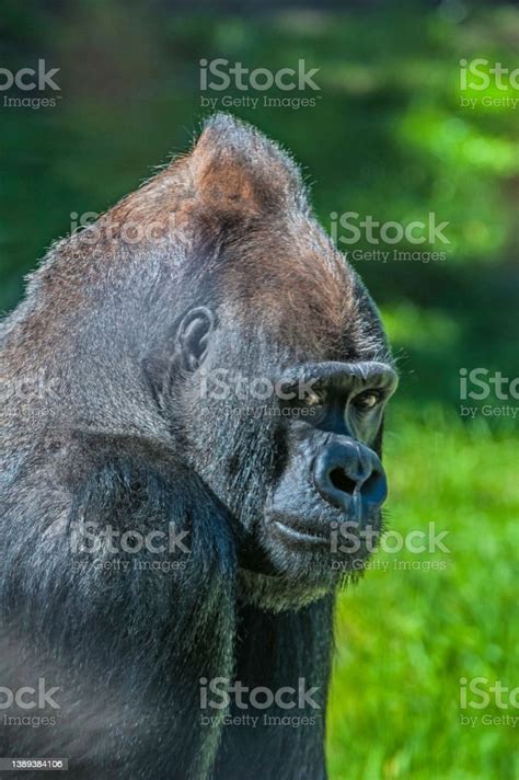 Gambar gorila berotot  Primata terbesar di dunia ini berasal dari hutan tropis di Afrika