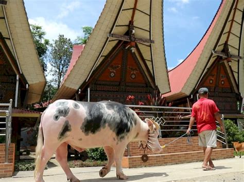 Gambar kerbau toraja  Baca Juga: Tinggal di Hunian Dengan Ruang Tamu Sederhana, Terungkap Fakta Pernikahan Ustadz Abdul Somad Usai Bercerai dengan Mellya Juniarti, Harus Mau Dijadikan yang Kedua Contohnya dapat dilihat di sini, ada 2 kerbau yang sedang