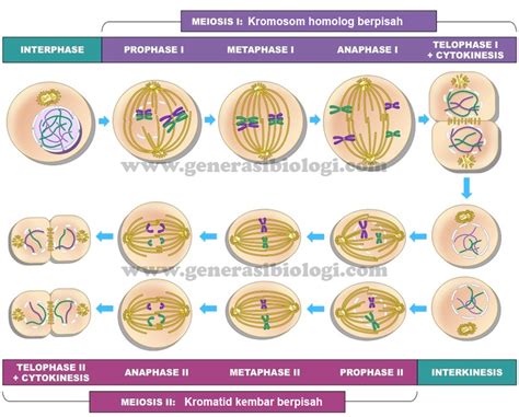 Gambar pembelahan sel meiosis <s>Baca juga: Pembelahan Sel: Mitosis dan Meiosis Pada metafase, kromatid saling tolak-menolak dan masing-masing melekat pada serat diujung kutub yang berlawanan</s>