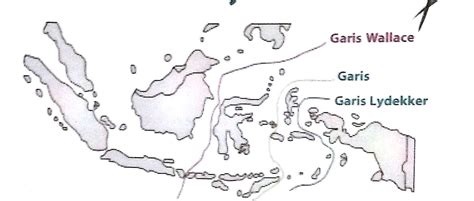 Garis lydekker  Sementara itu, dari sisi bioregion, Maryanto & Higashi (2011), berdasarkan penelitian pada tikus dan kelelawar, membagi Indonesia menjadi tujuh bioregion, yaitu Sumatra, Jawa dan Bali, Kalimantan, Sulawesi, Kepulauan