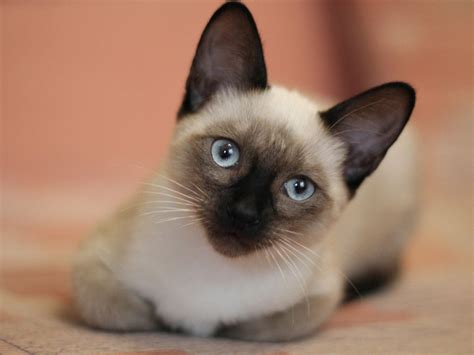 Gatos siameses bebés  Southern California Siamese Rescue (Southern California) - Una cuota de solicitud de $10 más la cuota de adopción que es de $150 para gatitos y $125 para gatos