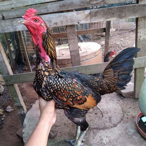 Gaya tarung ayam bulbi  Grosir