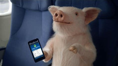 Geico when pigs fly Our main guest in episode 304 makes an appearance in Hot Ads as our funny flight attendant in the Geico spot "When Pigs Fly" all on Commercial Break where we keep you up to date on what's super hot in commercials! Report