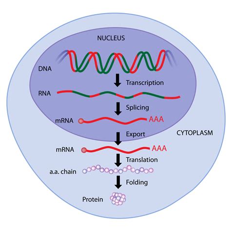 Genbrick gene synthesis Advanced siRNA design software