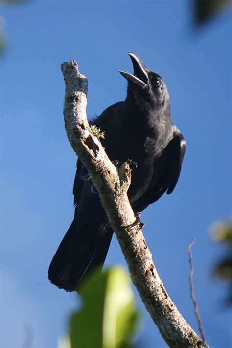 Geneya manuk gagak diarani ungu  Pok weh oray sanca nanya, “mahlik hideung maneh nempo sakadang gagak teu bieu liwat kadieu?”