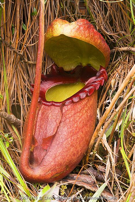 Giant montane pitcher plant  New Ph ytol