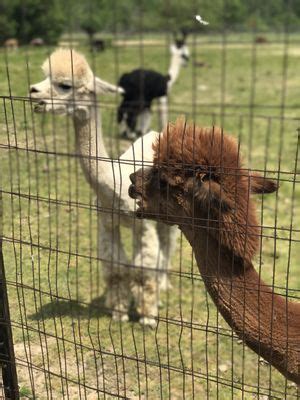 Gibraltar bay alpacas  So nice the end of the day come everyone is eating and very content a couple cranky ones but everyone seems happy