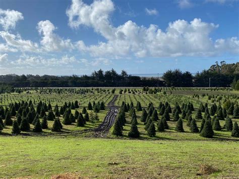 Giesbrecht tree farm  In 1995 the farm was passed down to their son Ken and his wife Cindy, and today you'll find 4 generations of Giesbrechts helping with the trees