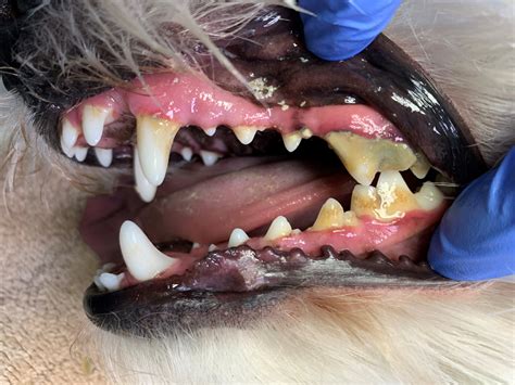 Gingivitis perro virbac  La única indicación de uso de clorhexidina en los gatos es su uso externo por su aplicación directa en la piel de los gatos que la requieren
