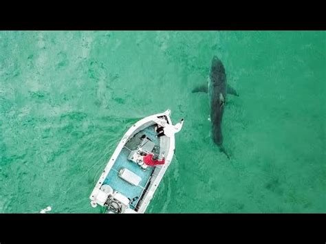 Glass bottom boat great white shark  Sharks can typically be seen swimming long before the player is in any danger due to their tell-tale dark shape in the water