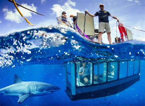Glass bottom boat great white shark  Seen from under the water, the Great Barrier Reef is dazzling