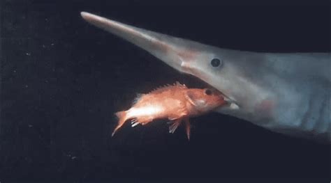 Goblin shark mouth gif  Further inside, it has rear teeth that are adapted for crushing prey like squid, crabs and fish
