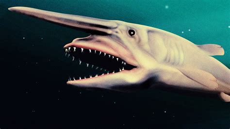 Goblin shark predators  They are also as long as the carapace and all but the fingers are covered in fine hair