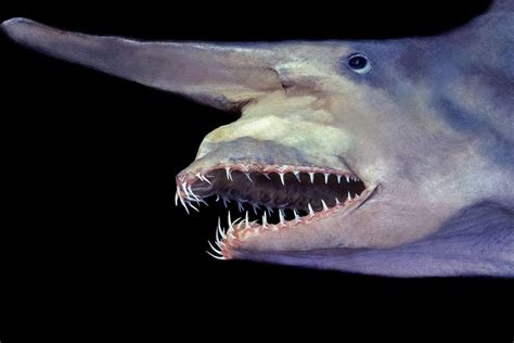 Goblin shark predators  These sea serpents are actually bony fish