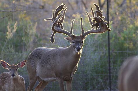 Gonzalez whitetails 8300 or email <a href=