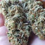 Gorillas in the night strain  This cannabis strain has the ideal ratio of 50% Sativa to 50% Indica