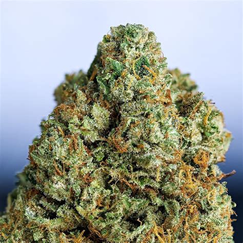 Goro kush twitter  Gorilla Kush is 19% THC, making this strain an ideal choice for beginners and