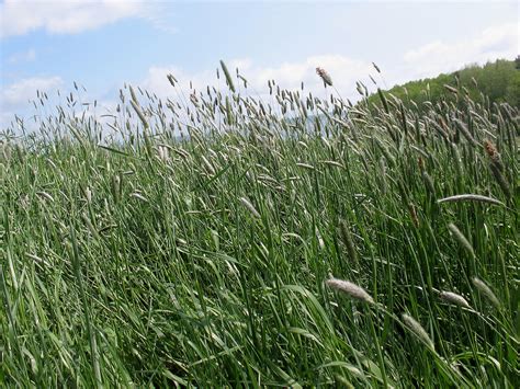 Grass is a plant with narrow leaves copypasta The yellow arrows point to nodes on the stems