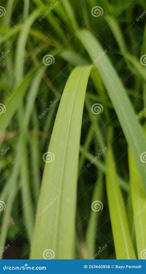 Grass is a plant with narrow leaves copypasta Grass is a type of plant with narrow leaves growing from the base