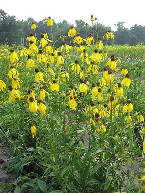 Grey headed coneflower al ecotype There are many varieties of the coneflower, like grey-headed coneflower, purple coneflower, orange coneflower, and many more