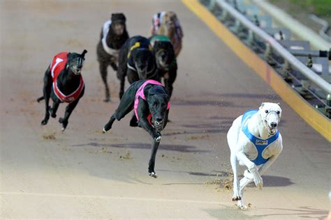 Greyhound racing programs  Again, this isn't the odds of the dog