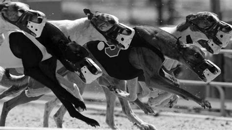 Greyhound racing results  Trap Draws