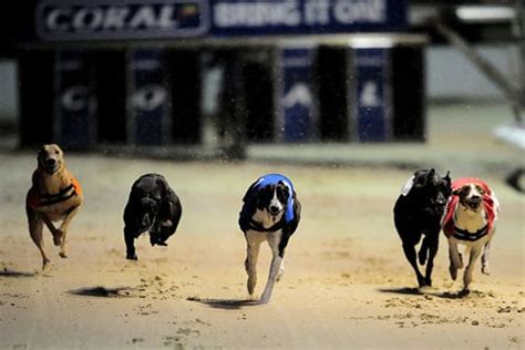 Greyhound racing tomorrow  Plus, a £10 Slot Bonus, selected games, wager 20x to withdraw a max of £250