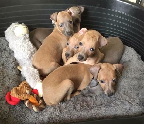 Greyhound recorder pups for sale  Heather Galford