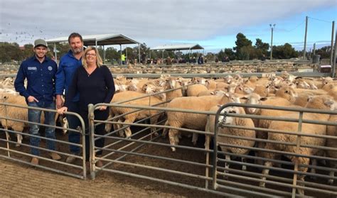 Griffith saleyards  Call us for more info - 6953 2555effluent at the Griffith Saleyards complex