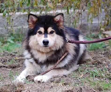 Grim finnish lapphund  These dogs are particularly adept for the protection of property and grazing reindeer