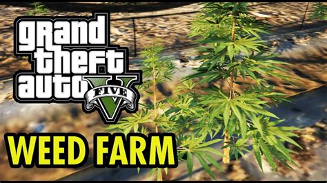 Gta 5 weed farm location  Fivem gta 5 server Weed farm (MLO)You can find in: GTA Online Bonuses