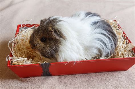 Guinea pig litter box  I have 2 litterboxes, one that is big enough for one pig and another that is big enough for at least 2