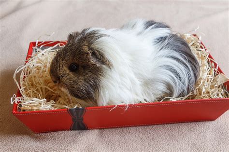 Guinea pig litter box Comes with attached cage hooks to hold the litter tray securely to your cage